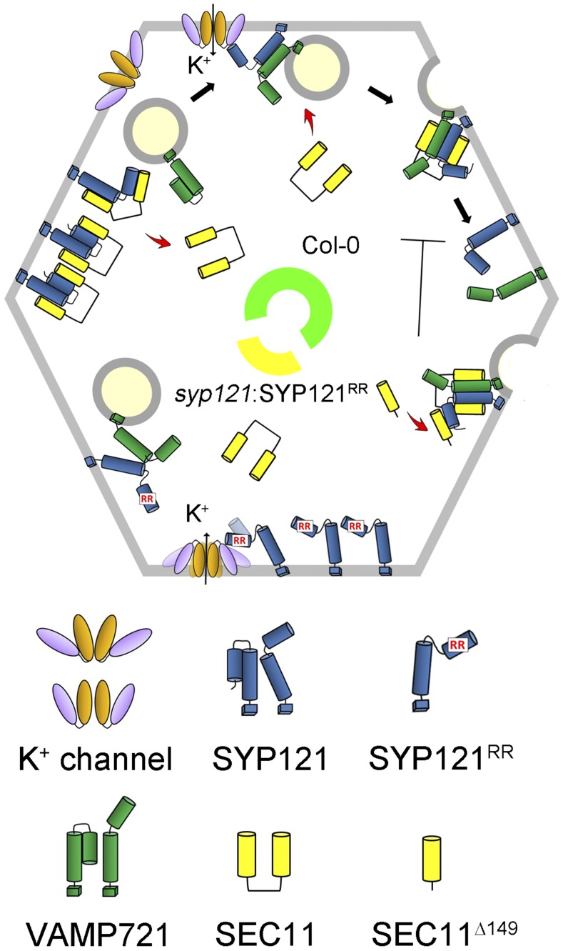 Figure 9.