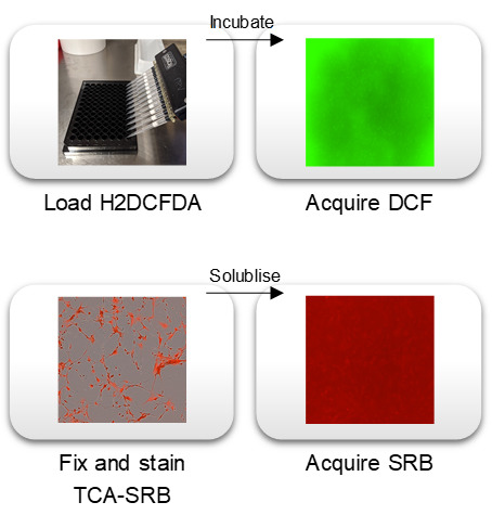 graphic file with name BioProtoc-11-01-3877-ga001.jpg