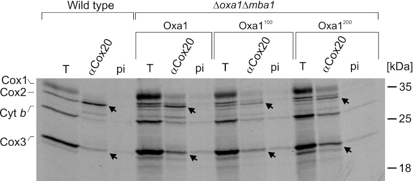 FIGURE 5.