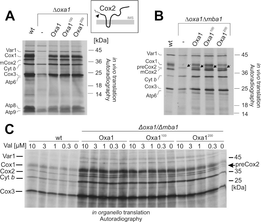 FIGURE 3.