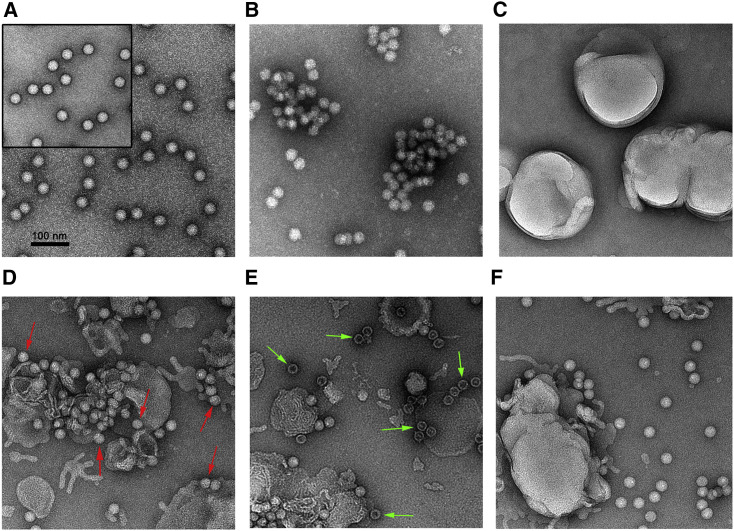 Figure 6