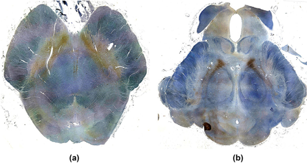 Fig. 9.