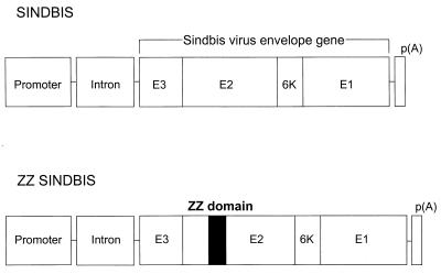 FIG. 1