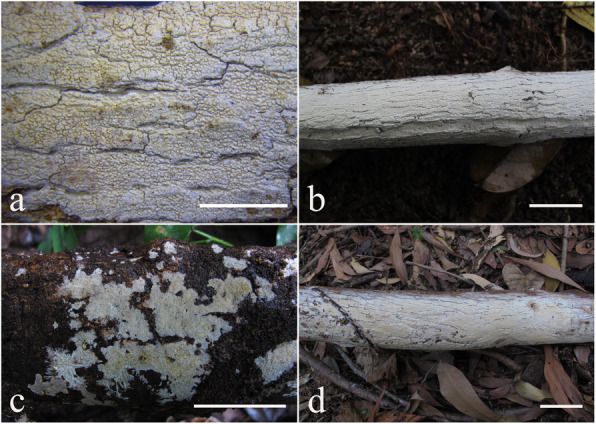 Fig. 4