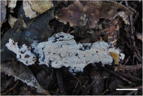 Fig. 14
