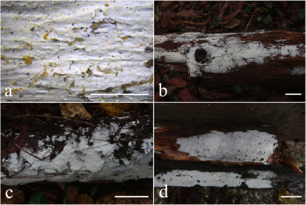 Fig. 8