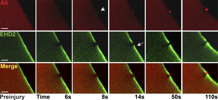 Figure 6.