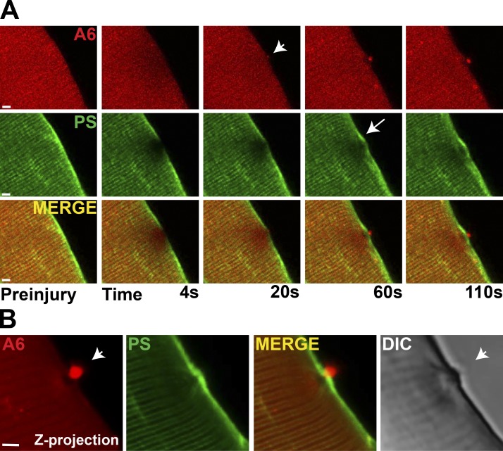 Figure 2.