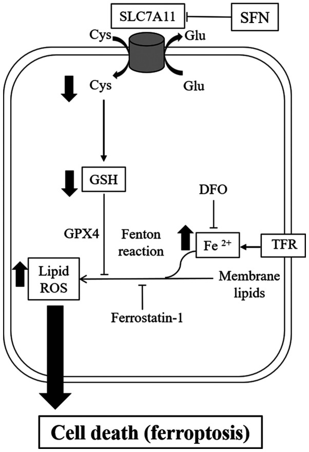 Figure 4.