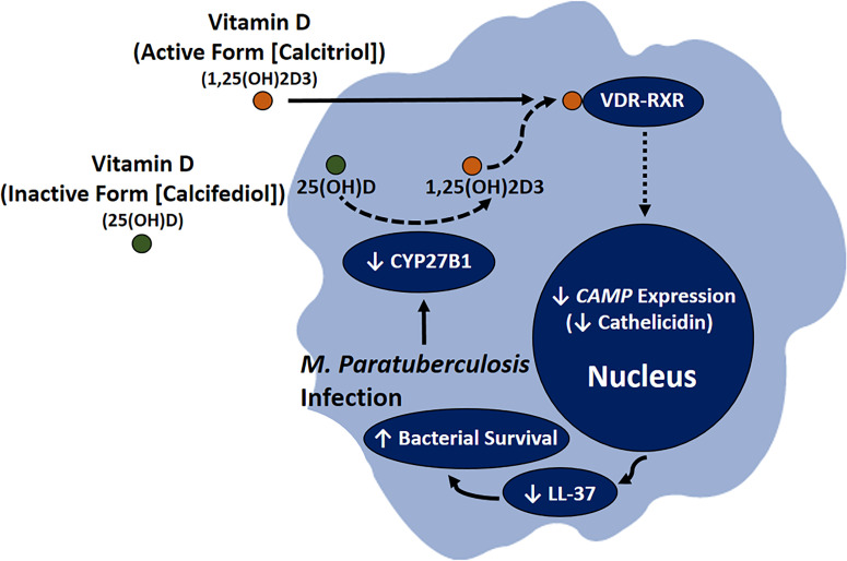 Figure 12