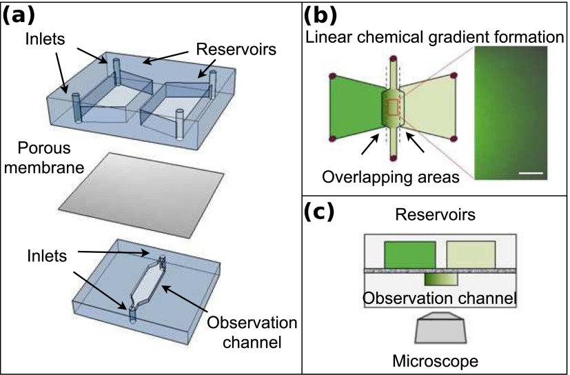 FIG. 1.