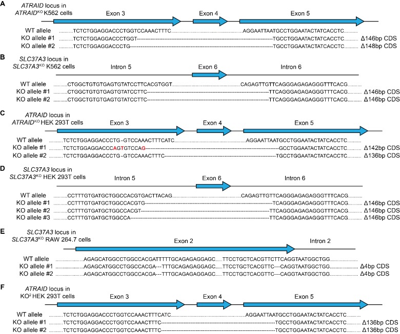 Figure 2—figure supplement 1.