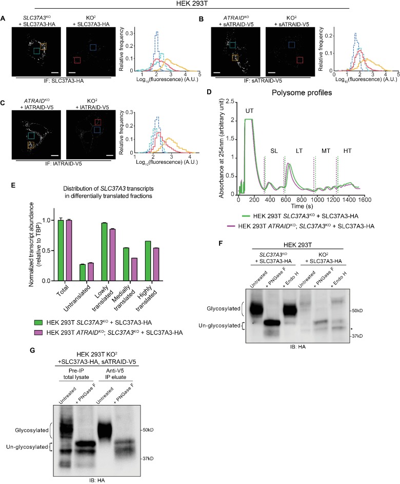 Figure 3—figure supplement 2.