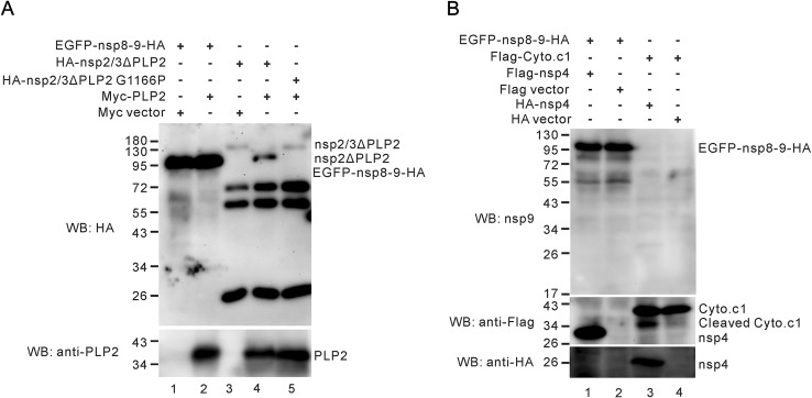 Fig. 5