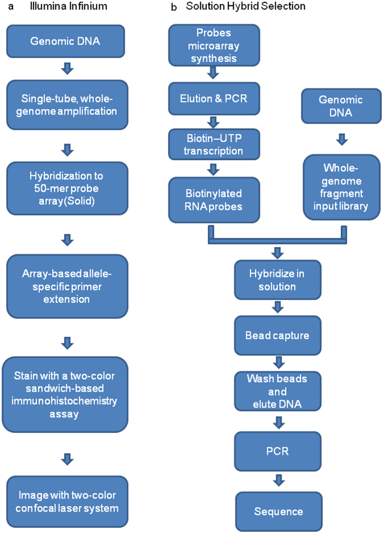 Genome-wide Target Enrichment-aided Chip Design: a 66 K SNP Chip for ...