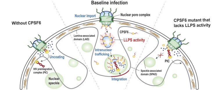 Graphical Abstract