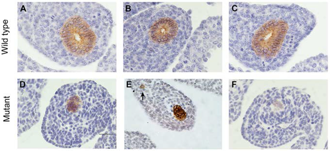 Figure 6: