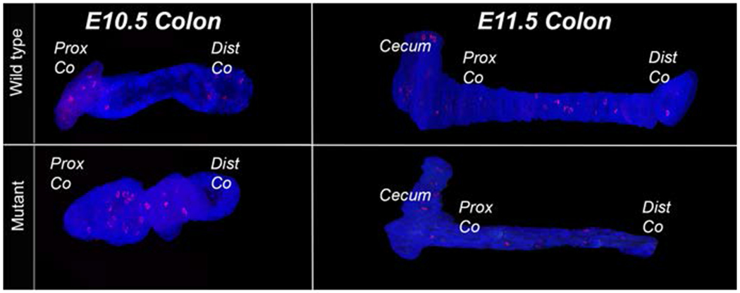 Figure 4: