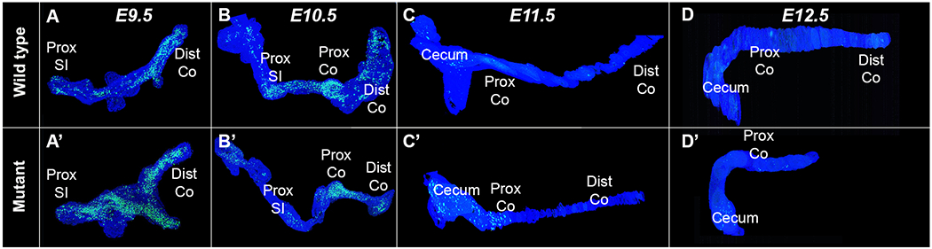 Figure 1: