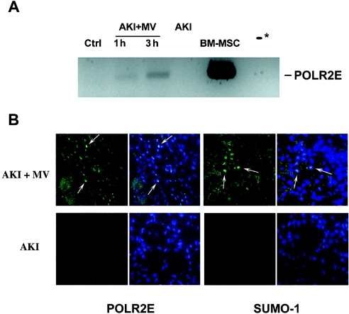 Figure 11.