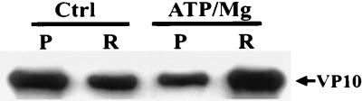 FIG. 11