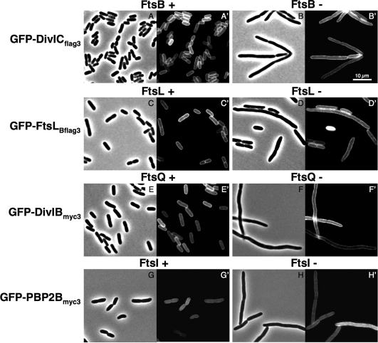 FIG. 2.