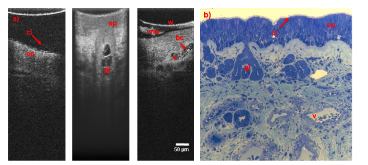 Fig. 6