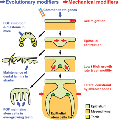 graphic file with name nihms-1522099-f0001.jpg