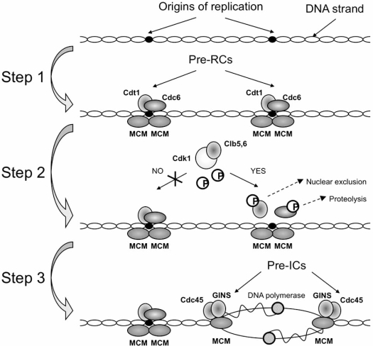 Fig. (1)