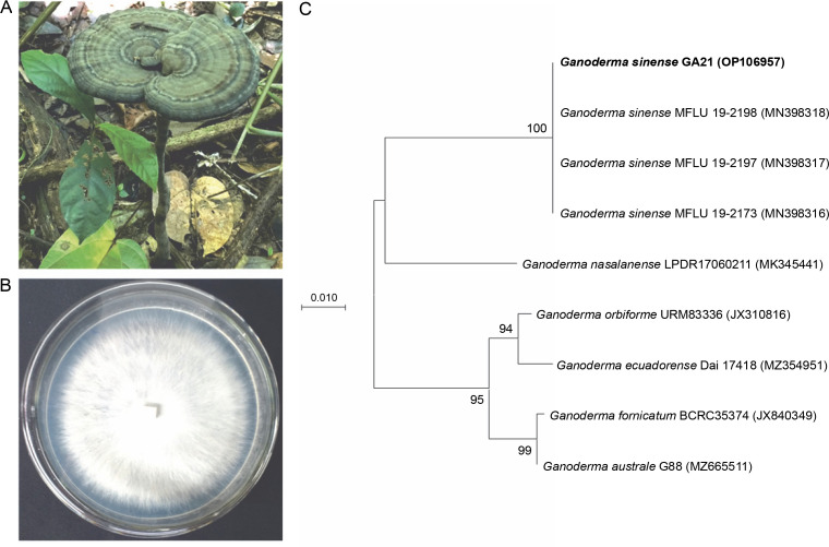 Fig. 1