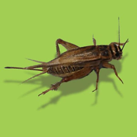 An attractive cricket?