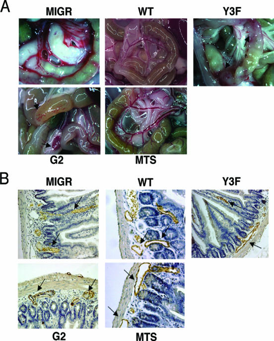 FIG. 7.