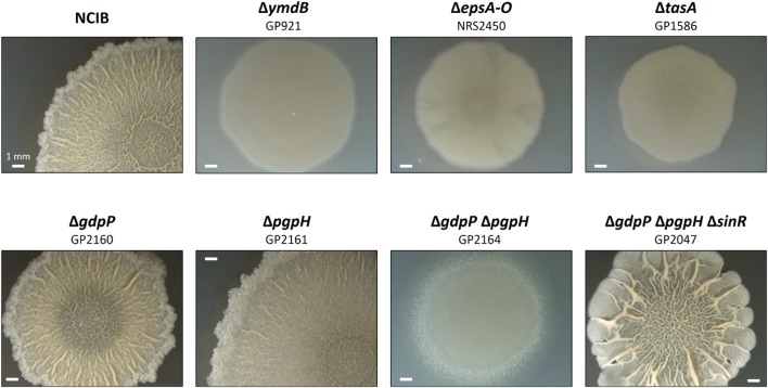 FIGURE 2