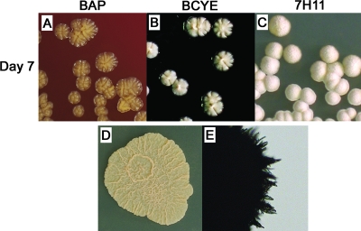 FIG. 4.