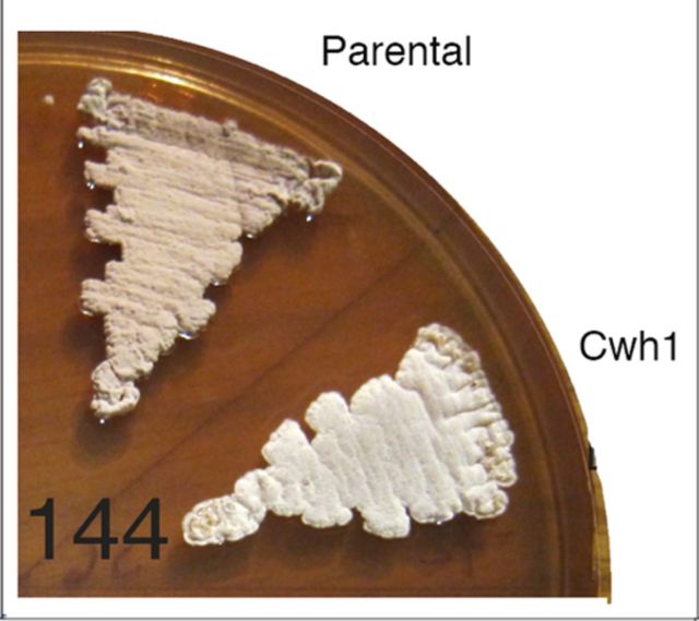 Graphical Abstract Figure.