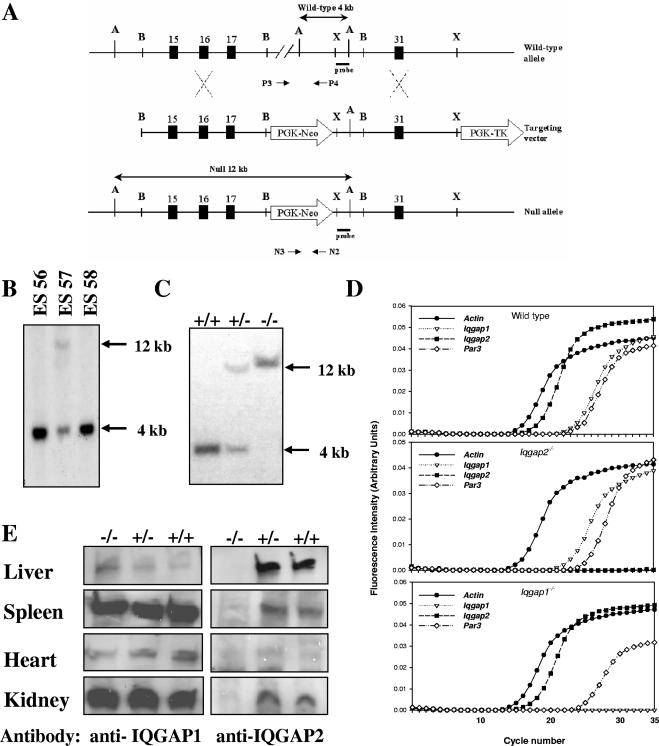 FIG. 1.