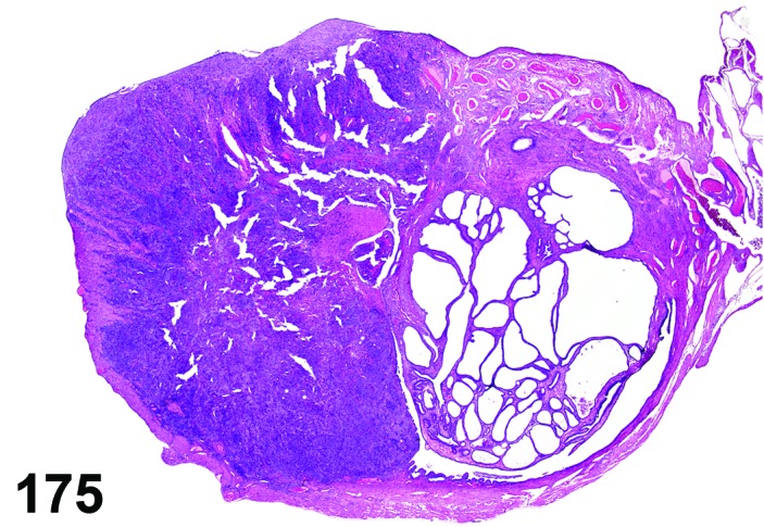 Figure 175