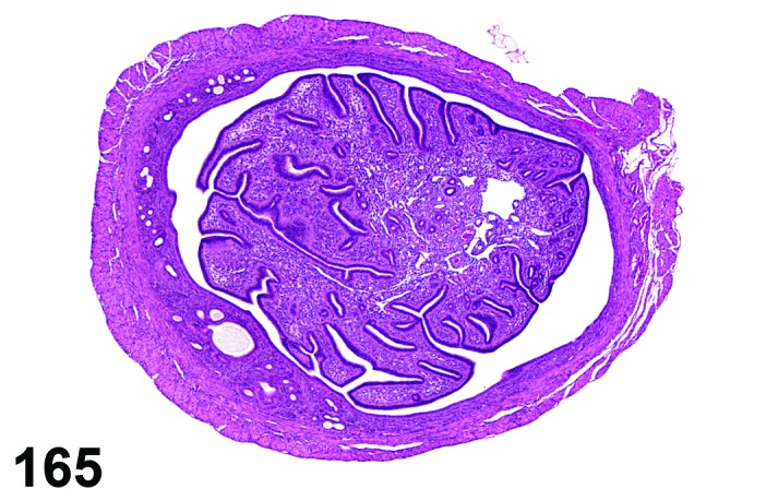 Figure 165