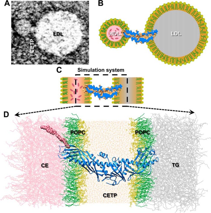 FIGURE 1.