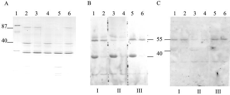 FIG. 5.