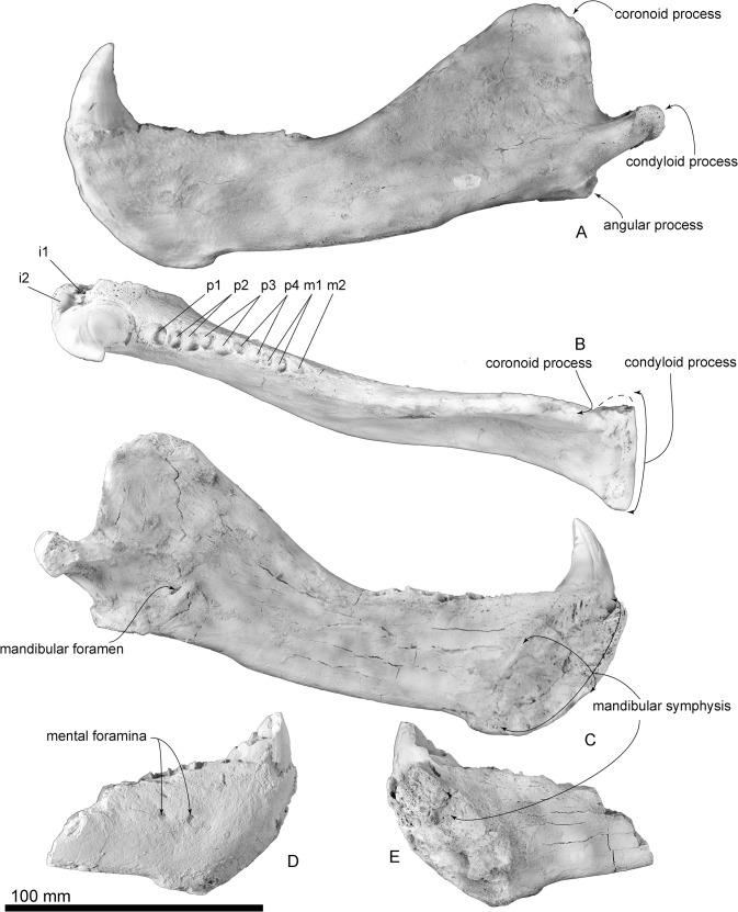 Fig 6