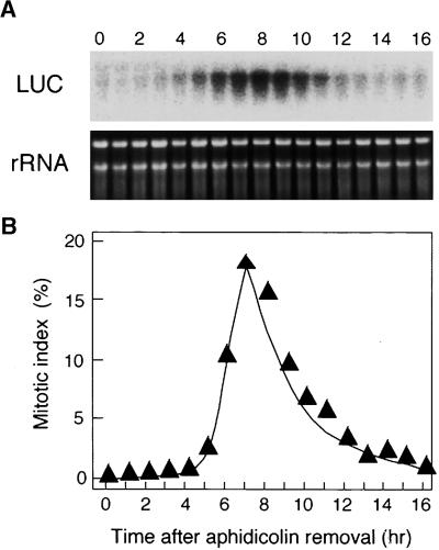 Figure 1.