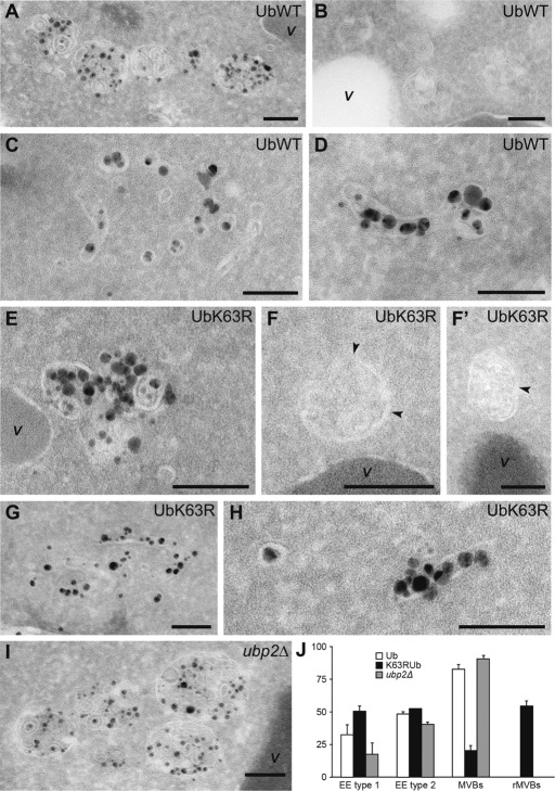 FIGURE 7: