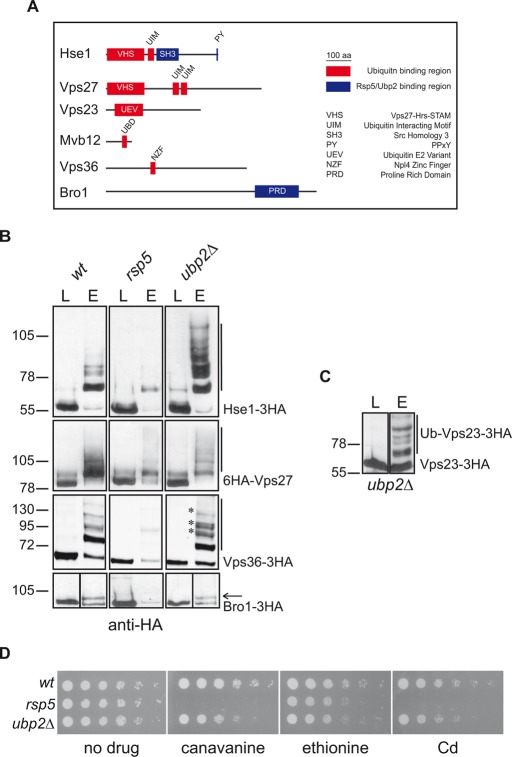 FIGURE 6: