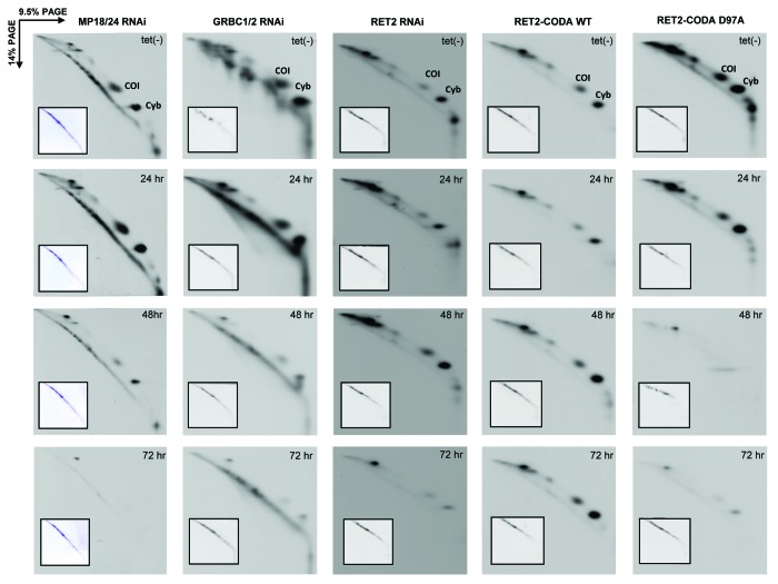 graphic file with name rna-10-1679-g5.jpg