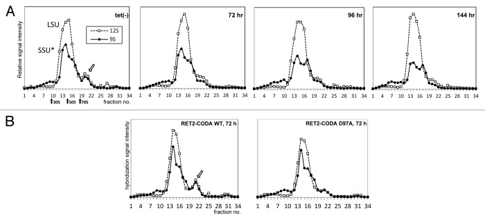 graphic file with name rna-10-1679-g4.jpg