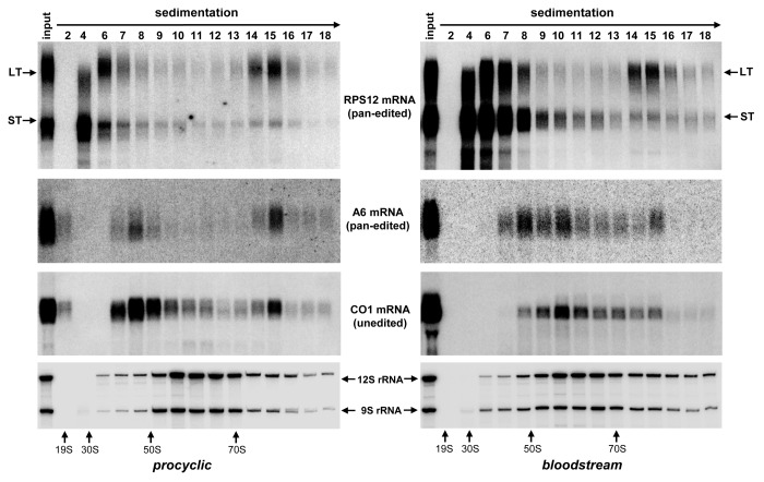 graphic file with name rna-10-1679-g6.jpg