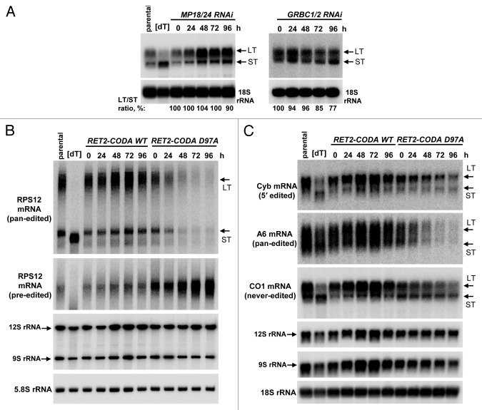 graphic file with name rna-10-1679-g2.jpg