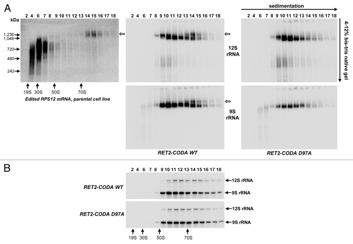 graphic file with name rna-10-1679-g3.jpg