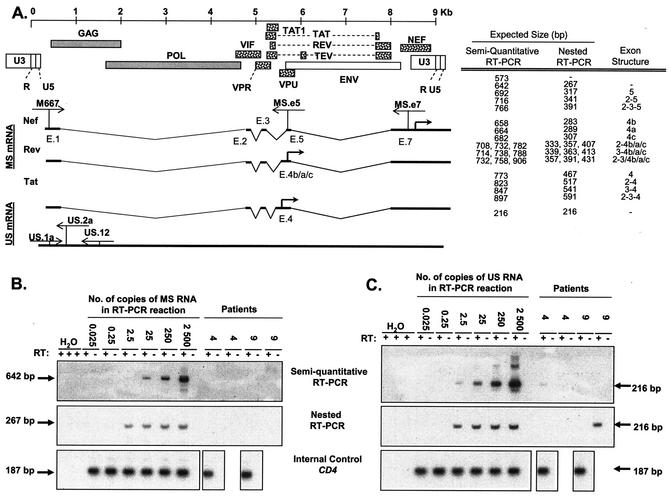 FIG. 2.